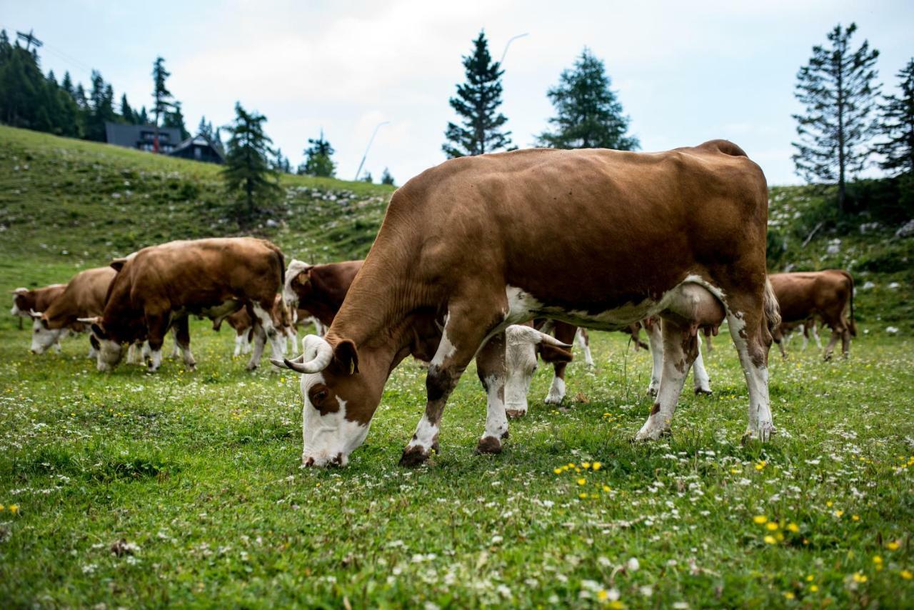 Tourist Farm Pr'Dovar ツェルクニェ・ナ・ゴレニスケム エクステリア 写真